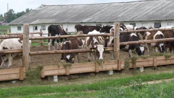 Vacas Jóvenes Terneros Comen Heno Corral — Vídeo de stock