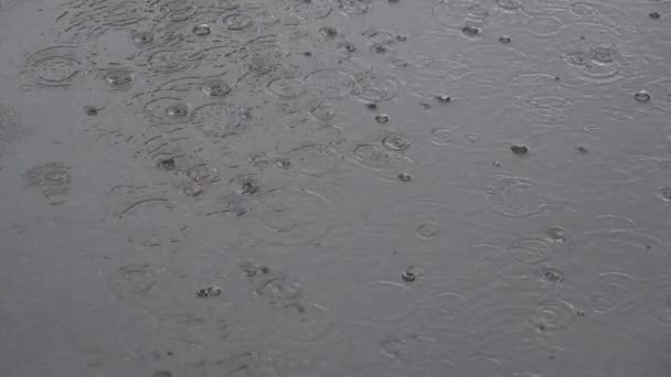 Σταγόνες Βροχής Που Πέφτουν Φυσαλίδες Μια Λακκούβα — Αρχείο Βίντεο