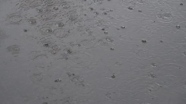 Gotas Lluvia Cayendo Con Burbujas Charco — Vídeos de Stock