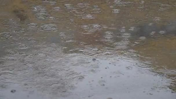 Gocce Pioggia Che Cadono Con Bolle Una Pozzanghera — Video Stock