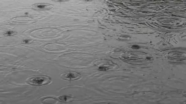 Капли Дождя Падают Пузырьками Луже — стоковое видео