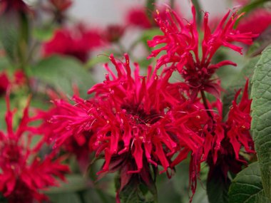 flowerbed güzel kırmızı kadife Bahçe çiçekleri