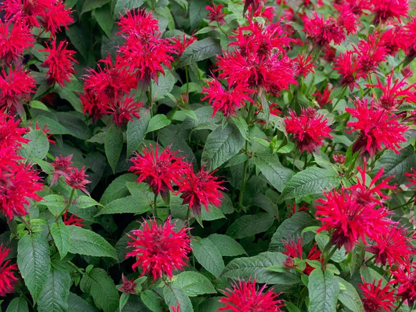 Beautiful red velvet garden flowers on the flowerbed — Stock Photo, Image