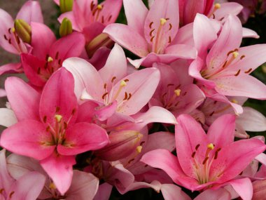 Bahçe güzel kırmızı Kraliyet taç çiçekler