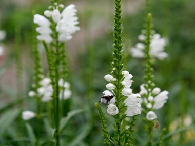 flowerbed güzel beyaz kadife Bahçe çiçekleri
