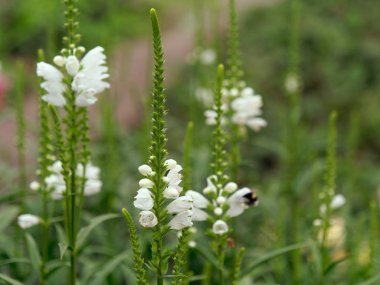 flowerbed güzel beyaz kadife Bahçe çiçekleri