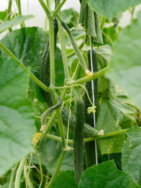 yeşil genç salatalık bahçede asmak