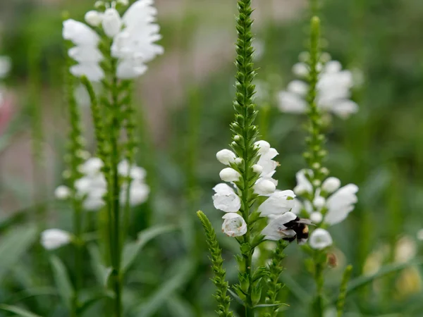 Hermoso jardín de terciopelo blanco flores en el macizo de flores — Foto de Stock