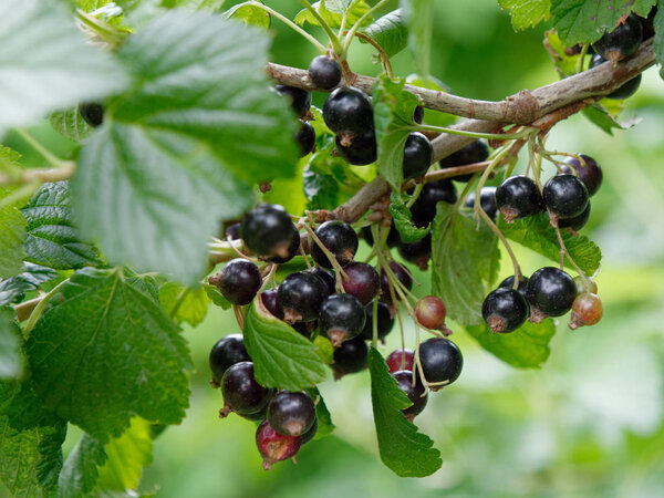 unripe fruits of garden black currants in the garden