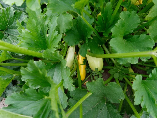 Zucchini zucchini med gröna toppar i trädgården — Stockfoto