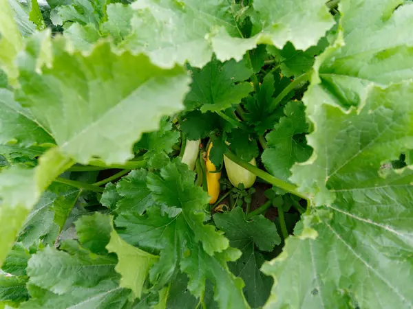 Courgettes courgettes avec dessus verts dans le jardin — Photo