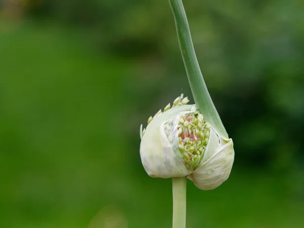 Hermosas cebollas verdes florecientes en el jardín — Foto de Stock