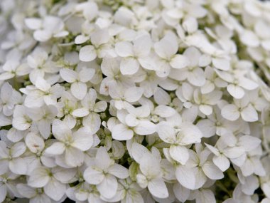 bahçede bir flowerbed beyaz hidangea çiçekler