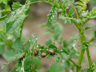 Colorado patates böceği patates yeşil bitkileri yok eder