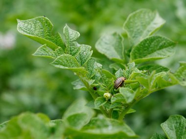 Colorado patates böceği patates yeşil bitkileri yok eder