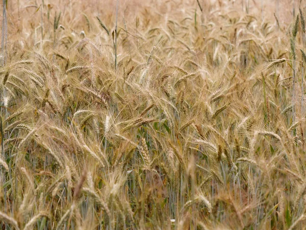 一个村庄的黄色金黑麦麦片田 — 图库照片