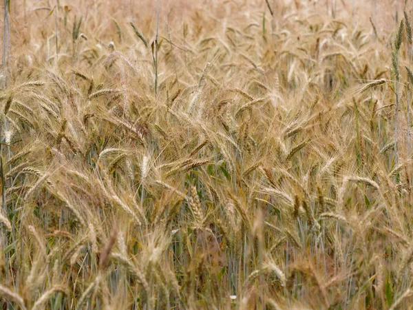 Gula gyllene rågflingfält i en by — Stockfoto