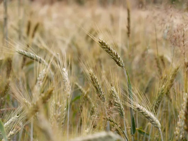 Campos de cereales de centeno amarillo dorado en un pueblo —  Fotos de Stock