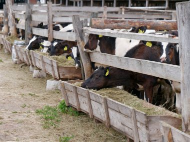 paddok genç inekler silaj yemek