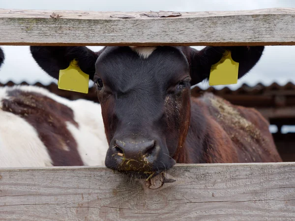 Junge Kühe auf der Koppel fressen Silage — Stockfoto