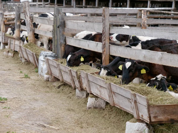 Jonge koeien in de paddock eten kuil — Stockfoto