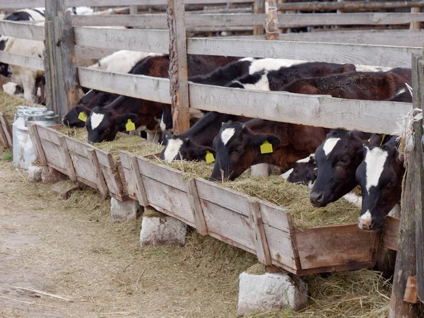 Vacas jóvenes en el paddock comen ensilado — Foto de Stock