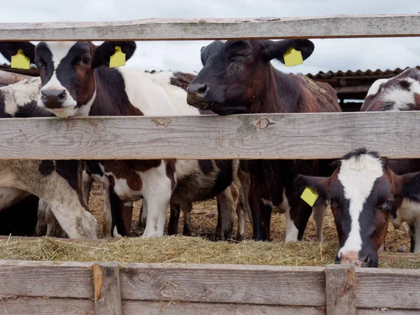 Jeunes vaches dans le paddock mangent de l'ensilage — Photo