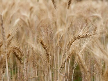 bir köyde sarı altın çavdar tahıl alanları