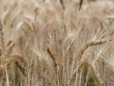 bir köyde sarı altın çavdar tahıl alanları