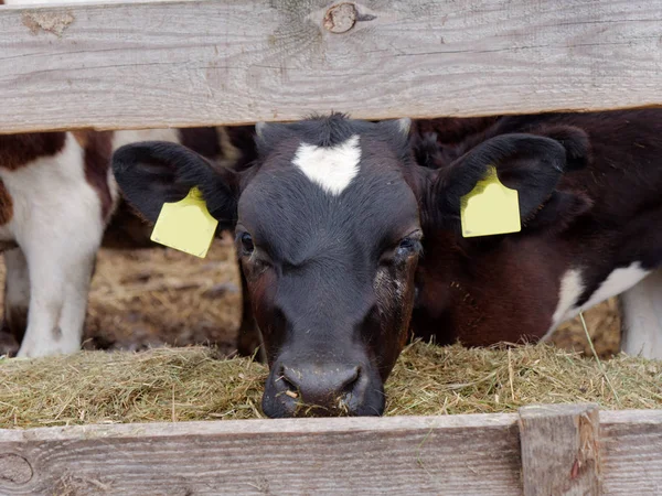 Mladé krávy v ohradě jedí siláž — Stock fotografie