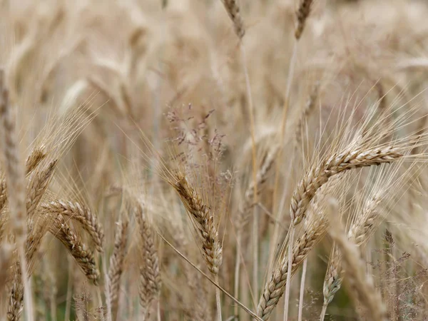 Gelbgoldene Roggen-Getreidefelder in einem Dorf — Stockfoto