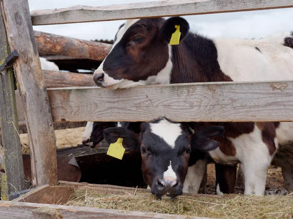 Junge Kühe auf der Koppel fressen Silage — Stockfoto