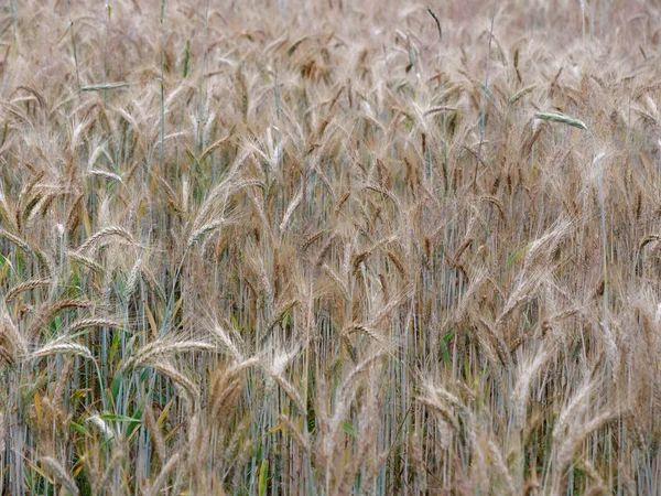 Campos de cereais de centeio dourado amarelo em uma aldeia — Fotografia de Stock