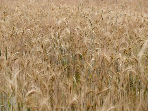 Bir köyde sarı altın çavdar tahıl alanları — Stok fotoğraf