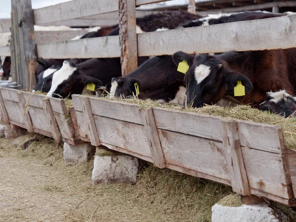 Jonge koeien in de paddock eten kuil — Stockfoto