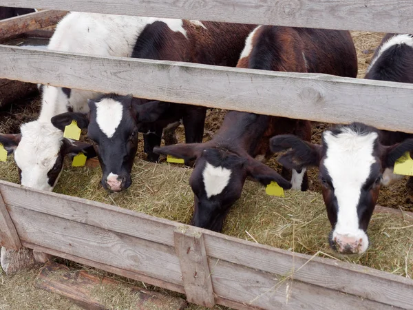 Young cows in the paddock eat silage — Stock Photo, Image