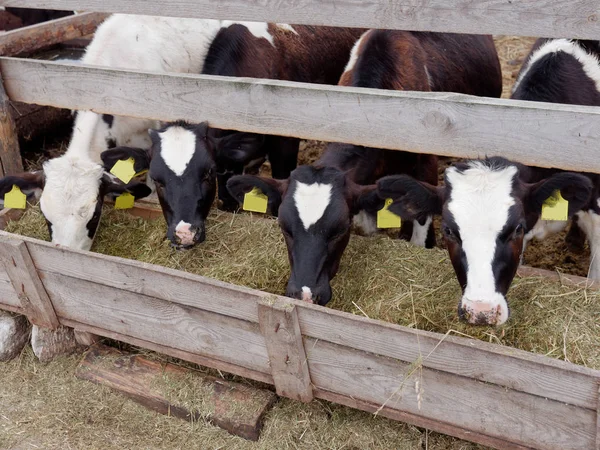 Vacas jovens no curral comem silagem — Fotografia de Stock