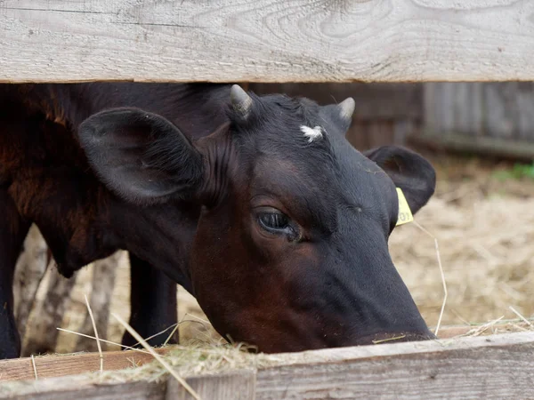 Молоді корови в ложі їдять силос — стокове фото