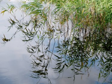 bir balıkçı çubuğu gölet mükemmel spot.