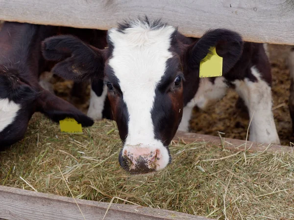 Молодые коровы в загоне едят силос — стоковое фото