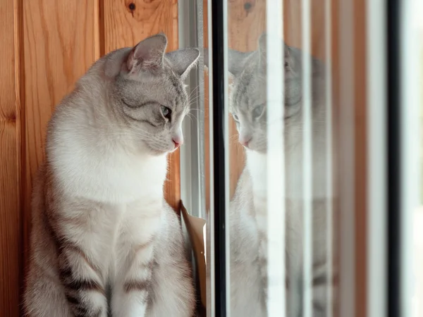 Hermoso ruso europeo gato sentado en la ventana alféizar — Foto de Stock