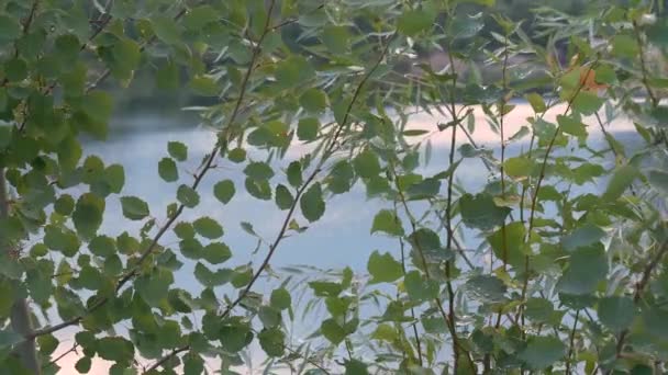 夕方に水の上に葉を持つ柳の枝 — ストック動画