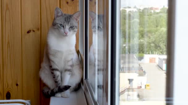 Όμορφη Ρωσική Ευρωπαϊκή Γάτα Κάθεται Στο Περβάζι — Αρχείο Βίντεο