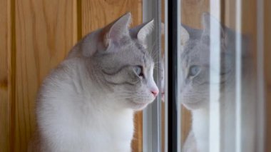pencere üzerinde oturan güzel Rus Avrupa kedi
