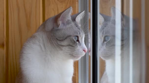 Beautiful Russian European Cat Sitting Windowsill — Stock Video