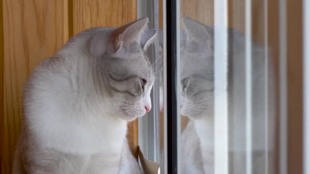 Beautiful Russian European Cat Sitting Windowsill — Stock Video