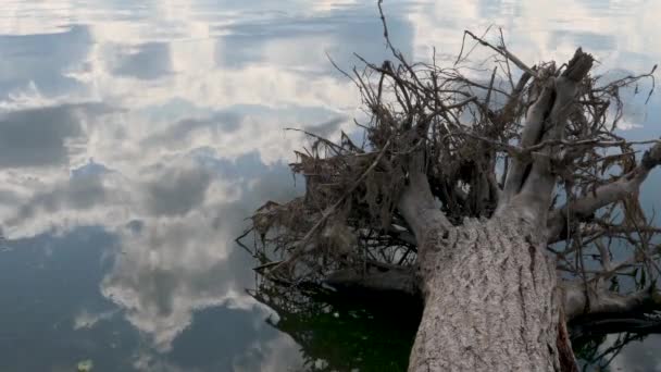 Upadłe Drzewo Korzeniami Jeziorze — Wideo stockowe