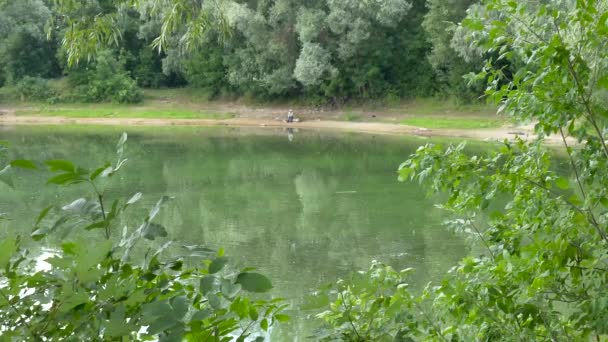 Pelusa Álamo Vuela Sobre Agua Del Lago — Vídeos de Stock