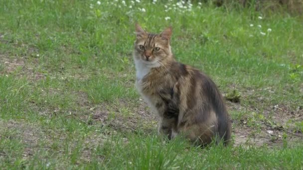 Tricolor Cat Het Groene Gras Zit — Stockvideo