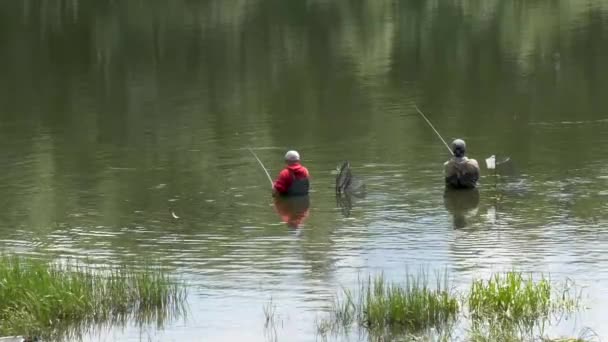 Fiskare Fångar Fisk Älven Med Fiskespön Och Spinning — Stockvideo